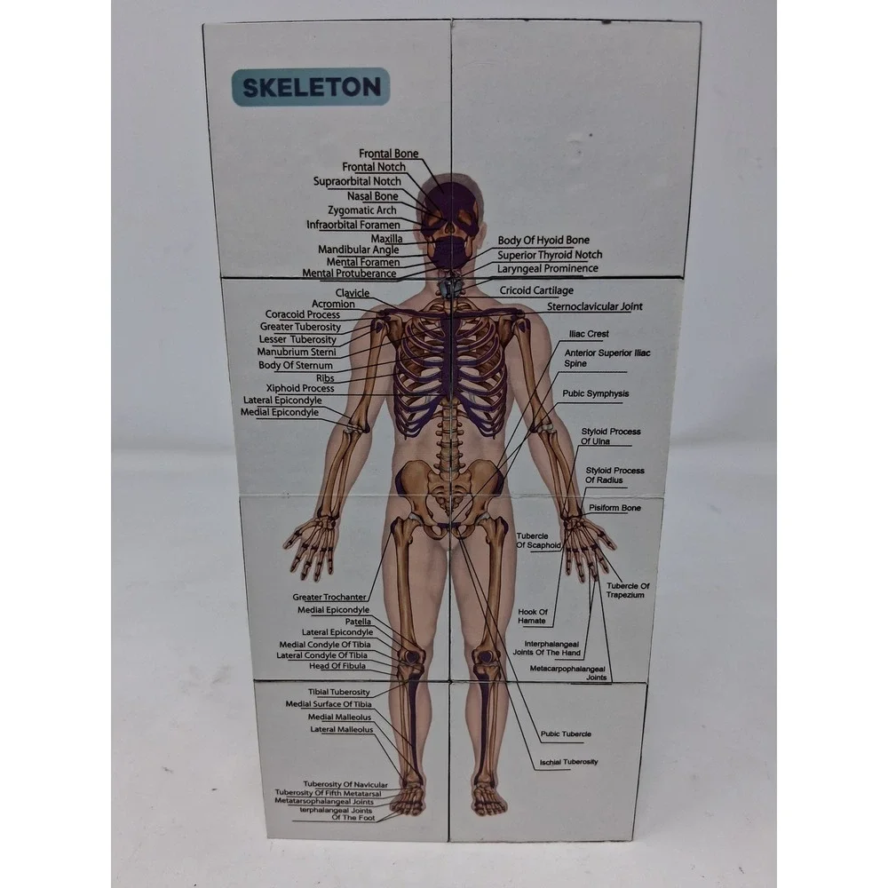 Human Anatomy Educational foldn Cube Medical Science Study Aid Reference Tool. Z